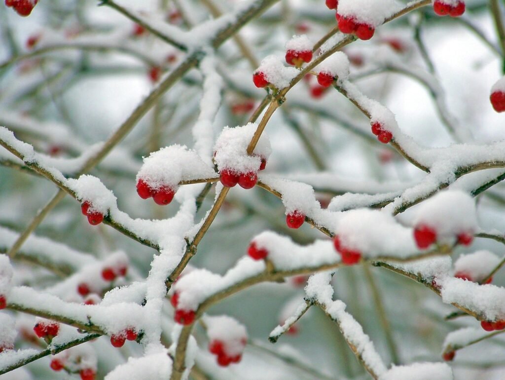 red, berries, snow, winter, nature, christmas, xmas, christmas, christmas, christmas, christmas, christmas